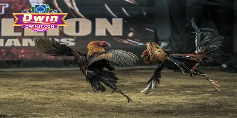 Chia sẻ cách chơi đá gà online DWIN cho thành viên mới