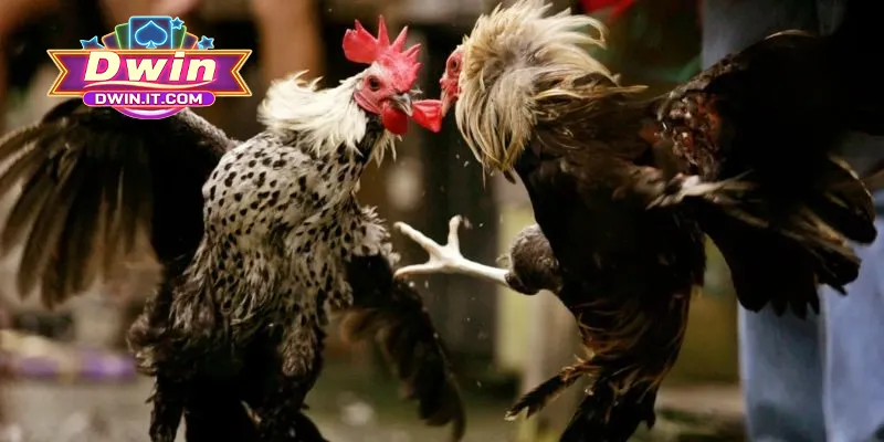 Mẹo chơi đá gà online từ cao thủ tăng tỷ lệ thắng hiệu quả