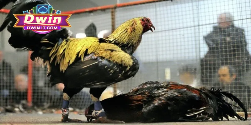 Giới thiệu thông tin sơ lược về sảnh đá gà DWIN