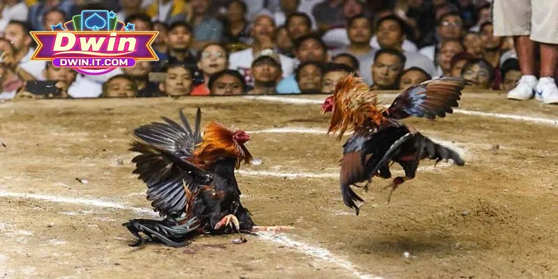 Chiến lược cược chọi gà từ chuyên gia giúp tăng tỷ lệ thắng