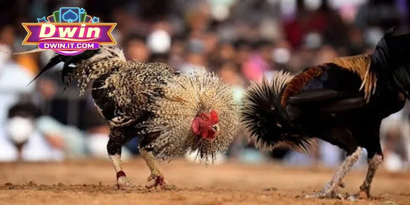 Đá Gà Thomo DWIN - Cá Cược Đỉnh Cao, Đá Gà Chuyên Nghiệp 3 Bật mí chiến lược chơi chọi gà Thomo tăng tỷ lệ thắng
